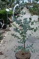 屋内植物 ゴムの木, Eucalyptus 緑色 フォト