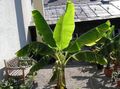 Kamerplanten Bloeiende Banaan boom, Musa coccinea groen foto