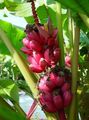 Krukväxter Blommande Banan träd, Musa coccinea grön Fil