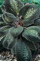 Topfpflanzen Bertolonia, Schmuckwerk gesprenkelt Foto