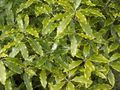 Vidinis augalai Japonijos Lauro, Pittosporum Tobira krūmas šviesiai žalia Nuotrauka