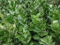 Kapalı bitkiler Kasap Süpürge çalı, Ruscus yeşil fotoğraf