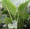 მწვანე ბალახოვანი მცენარე Colocasia, ტარო, Cocoyam, Dasheen სურათი და მახასიათებლები