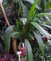 Vidinis augalai Curculigo, Palmių Žolė žalias Nuotrauka