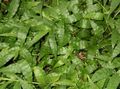 Le piante domestiche Basketgrass Variegate, Oplismenus verde foto