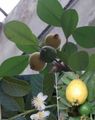 Kapalı bitkiler Guava, Tropikal Guava ağaç, Psidium guajava yeşil fotoğraf