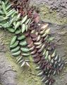 Интериорни растения Pellonia, Зад Диня Лоза, Pellionia на петна снимка