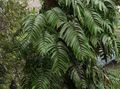 Vidinis augalai Žvirgždas Augalų liana, Rhaphidophora žalias Nuotrauka