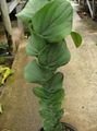  Plantă Șindrilă liană, Rhaphidophora verde fotografie