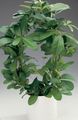 Krukväxter Apa Rep, Vilda Druva, Rhoicissus grön Fil