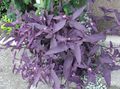 violett Ampelväxter Lila Hjärta Vandrande Judisk Fil och egenskaper