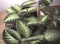 Sisäkasvit Liekki Violetti, , Episcia pilkullinen kuva