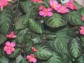 Интериорни растения Пламък Виолетово, , Episcia тъмно-зелен снимка