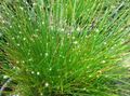Sobne biljke Fiber-Optic Trave, Isolepis cernua, Scirpus cernuus zelena Foto