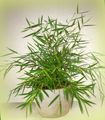 Topfpflanzen Miniatur-Bambus, Pogonatherum grün Foto