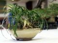 Kapalı bitkiler Siyah Ejderha, Zambak-Çim, Yılanın Sakal, Ophiopogon yeşil fotoğraf