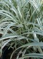 tarkabarka Lágyszárú Növény Lily Turfs fénykép és jellemzők