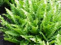 lysegrøn Urteagtige Plante Phyllitis Foto og egenskaber