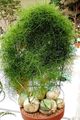 Le piante domestiche Cipolla Arrampicata, Bowiea verde foto