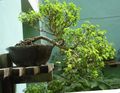 зелений Чагарник Брейн (Сніговий Кущ) Фото і характеристика