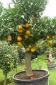 Le piante domestiche Arancio Dolce gli alberi, Citrus sinensis verde foto