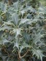 屋内植物 茶オリーブ 低木, Osmanthus 銀色 フォト