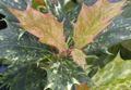 Εσωτερικά φυτά Τσαγιού Ελαιόλαδο θάμνοι, Osmanthus στιγματισμένος φωτογραφία