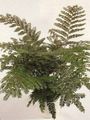 Kapalı bitkiler Maun Eğrelti Otu, Karasal Fern, Didymochlaena yeşil fotoğraf