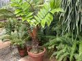 Εσωτερικά φυτά Φλόριντα Αραρούτι δέντρα, Zamia πράσινος φωτογραφία
