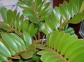 Szobanövények Florida Nyílgyökér, Zamia zöld fénykép