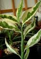 Plantas de Interior Jacobs Ladder, Devils Backbone arbusto, Pedilanthus variegado foto