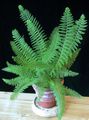 Le piante domestiche Spada Felce, Polystichum verde foto