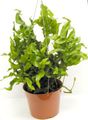 屋内植物 Polypody, Polypodium 緑色 フォト