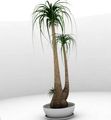 Indoor Plants Elephants Foot, Pony Tail tree, Nolina green Photo