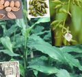 inni plöntur Cardamomum, Elettaria Cardamomum grænt mynd