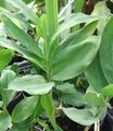 Szobanövények Cardamomum, Elettaria Cardamomum zöld fénykép