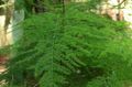 des plantes en pot Asperges, Asparagus vert Photo