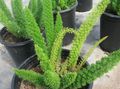 屋内植物 アスパラガス, Asparagus 緑色 フォト