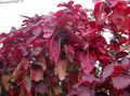 rouge Des Arbustes Dragon De Feu Acalypha, Hoja De Cobre, Feuille De Cuivre Photo et les caractéristiques