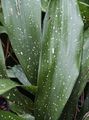шаролик Травната Аспидистра, Соба Биљка Бар, Ливеног Гвожђа Биљка фотографија и карактеристике