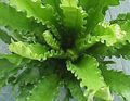 Kapalı bitkiler Spleenwort, Asplenium yeşil fotoğraf