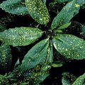 Le piante domestiche Albero Polvere D'oro, Aucuba Japonica gli arbusti eterogeneo foto