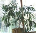 Интериорни растения Бамбук, Bambusa зелен снимка