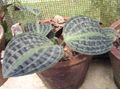 Εσωτερικά φυτά Geogenanthus, Φυτών Είδος Ελαφρού Ραβδωτού Υφάσματος στιγματισμένος φωτογραφία
