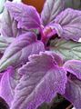 屋内植物 紫のベルベットの植物、王室のベルベットの植物, Gynura aurantiaca パープル フォト