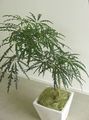 Plante de Interior Aralia False copac, Dizygotheca elegantissima verde inchis fotografie