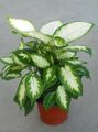 Интериорни растения Гигант Тъпо Тръстика, Дифенбахия, Dieffenbachia на петна снимка
