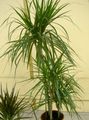 Topfpflanzen Dracaena grün Foto