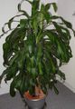 Topfpflanzen Dracaena gesprenkelt Foto
