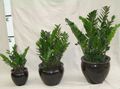 Topfpflanzen Fat Boy, Zamiaculcas zamiifolia dunkel-grün Foto